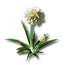 錦草