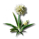 锦草