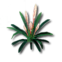 芽針