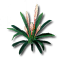 芽针