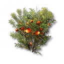 蕎花