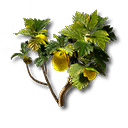 シトローム