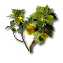 柑实