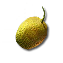 柑实种子