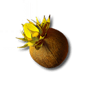 サンドリーフの種