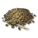 灰芦麦种子